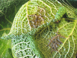 Chou vert, dégât de Phytophthora sur feuille
